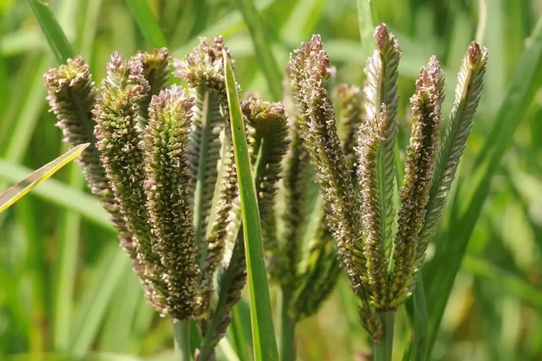 ತೀವ್ರ ಬರದ ಹಿನ್ನೆಲೆ: ರಾಗಿ ಉತ್ಪಾದನೆ ಕುಂಠಿತ