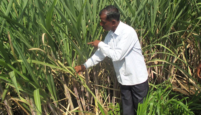 ನಾಲೆಗೆ ನೀರು ಹರಿಸದ ಹಿನ್ನೆಲೆ: ಕಬ್ಬಿನ ಬೆಳೆ ಬೆಳೆಯದ ರೈತರು!