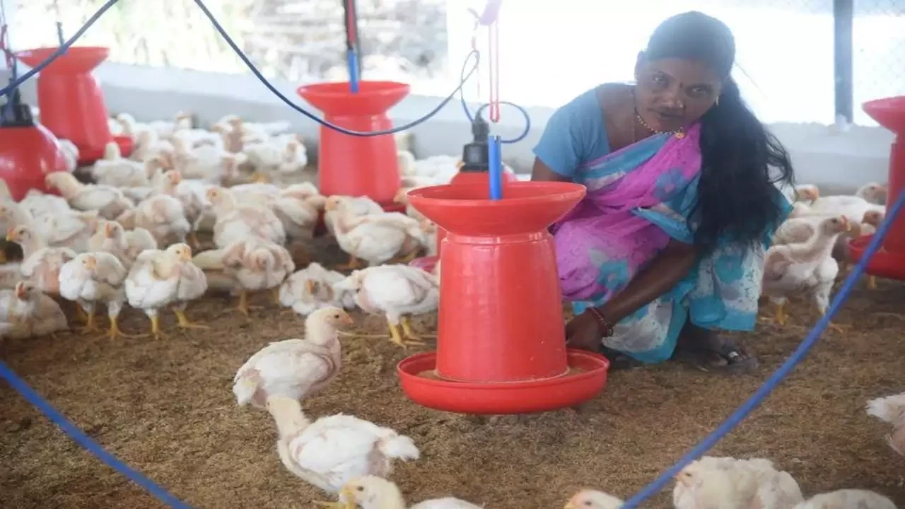 ಕೋಳಿ ಸಾಕಾಣಿಕೆ ಮಾಡುವವರಿಗೆ ಗುಡ್‌ ನ್ಯೂಸ್